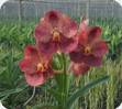 Vanda Rujiroj
